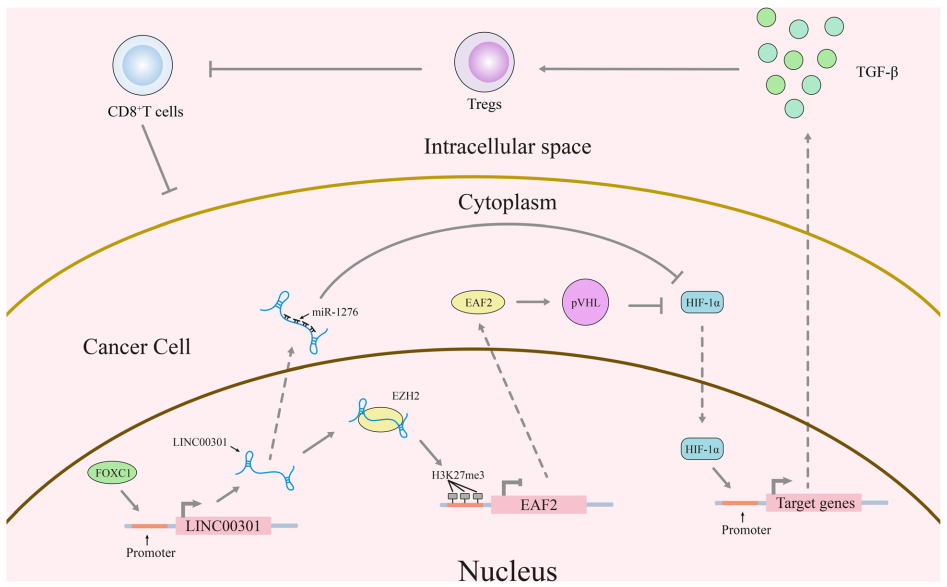FOXC1介導(dǎo)的LINC00301通過調(diào)節(jié)HIF1α通路促進(jìn)非小細(xì)胞肺癌發(fā)展.png FOXC1介導(dǎo)的LINC00301通過調(diào)節(jié)HIF1α通路促進(jìn)非小細(xì)胞肺癌發(fā)展.png