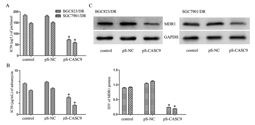 載體構(gòu)建實驗-客戶文獻-輝駿生物.png 載體構(gòu)建實驗-客戶文獻-輝駿生物.png