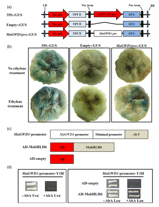 iTRAQ蛋白質(zhì)組學(xué)分析、itraq實驗服務(wù)、iTRAQ技術(shù)