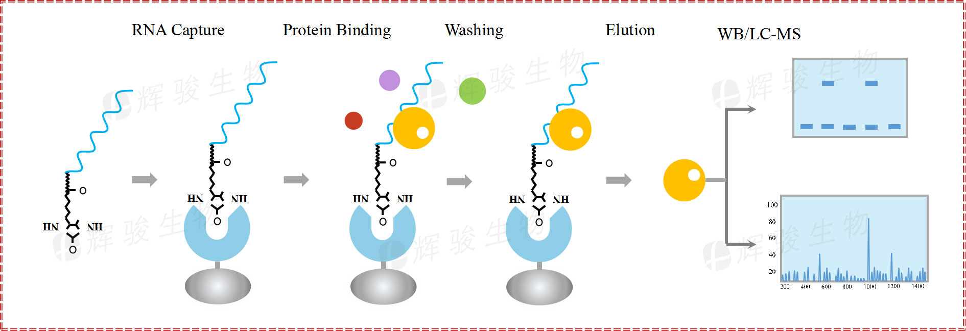 RNA pull down，rna pull-down實(shí)驗(yàn)原理和步驟