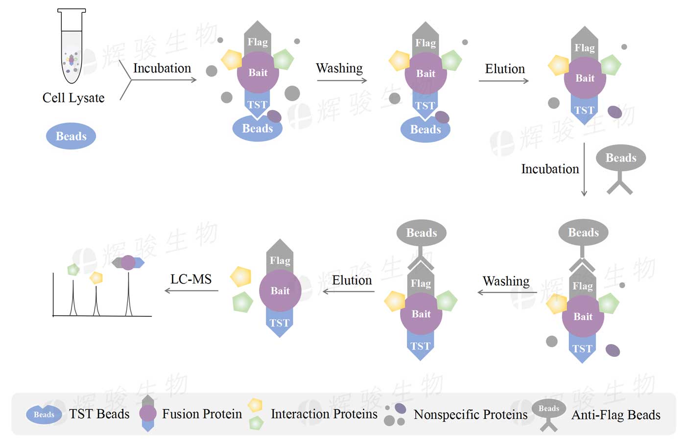 代做串聯(lián)親和純化-質(zhì)譜，tap ms實驗.jpg