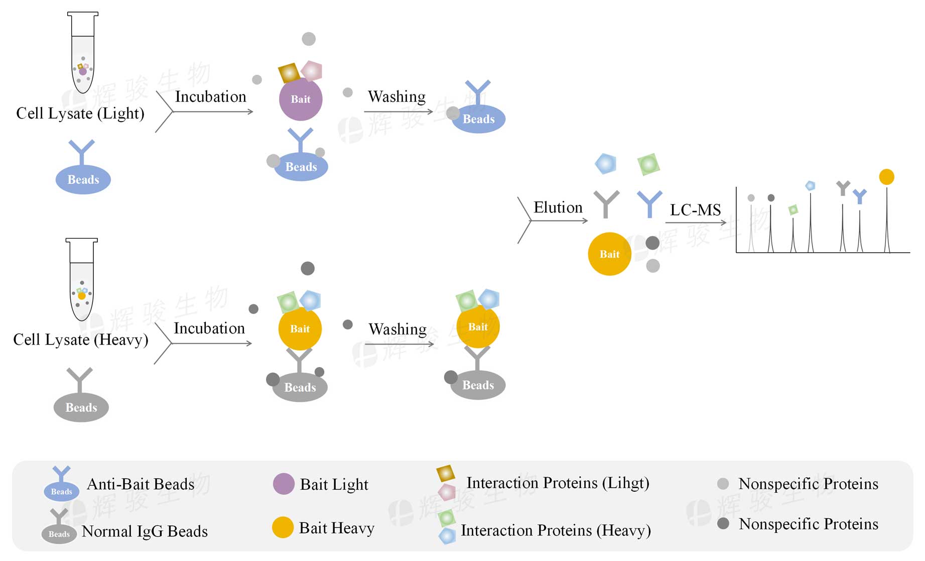 SILAC免疫共沉淀技術(shù)服務(wù)_SILAC-IP_silac ip實(shí)驗(yàn)外包公司.jpg