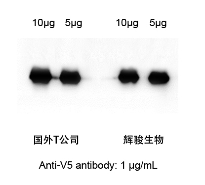 V5標(biāo)簽抗體-輝駿生物.jpg V5標(biāo)簽抗體-輝駿生物.jpg