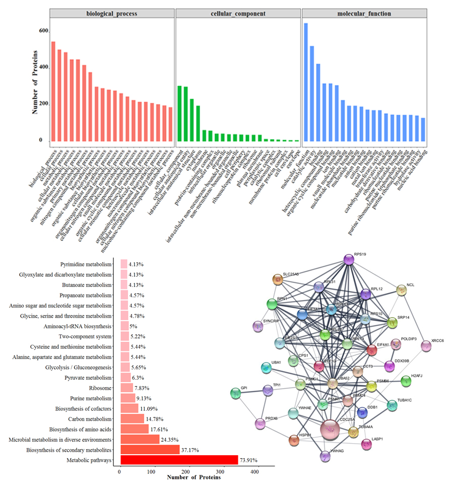 pull down生信分析結果.jpg