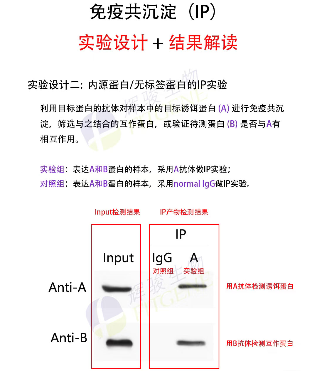 輝駿生物免疫共沉淀實(shí)驗(yàn)設(shè)計(jì)服務(wù)-周期短-服務(wù)到投稿 輝駿生物免疫共沉淀實(shí)驗(yàn)設(shè)計(jì)服務(wù)-周期短-服務(wù)到投稿