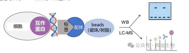 DNA pull-down實(shí)驗(yàn)原理圖-輝駿生物.jpg