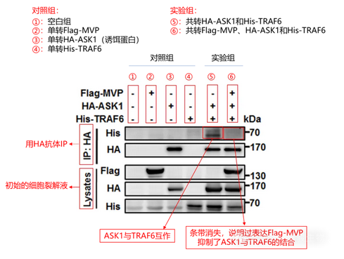 coip文獻(xiàn)解讀-輝駿生物
