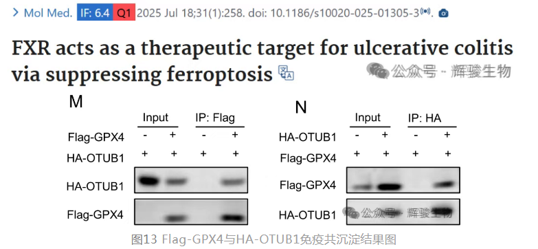 Co-IP、GST pull-down客戶文章.png