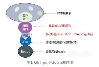 GST pull-down原理圖-輝駿生物GST pulldown價格低-周期短.png