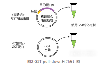 GST pull-down分組設(shè)計圖-輝駿生物pull down文獻(xiàn).png